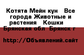 Котята Мейн кун - Все города Животные и растения » Кошки   . Брянская обл.,Брянск г.